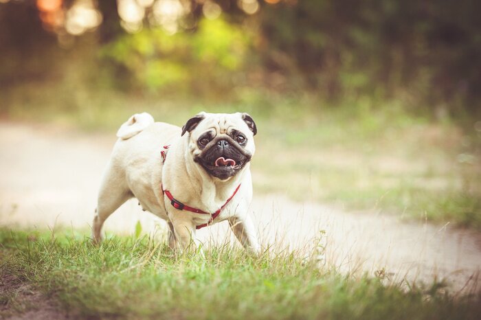 Tableau  Carlin en promenade
