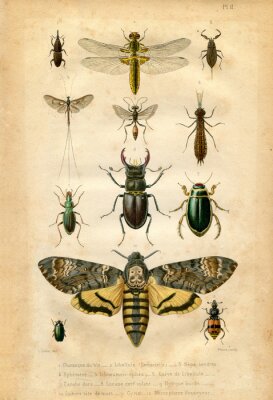Carte d'insectes de l'atlas vintage