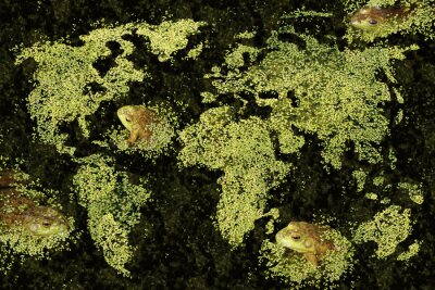 Carte du monde avec des grenouilles