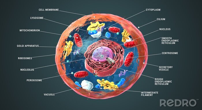 Tableau  Cellule eucaryote en 3D