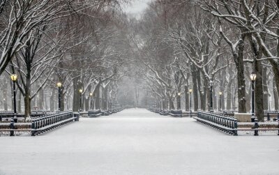 Tableau  Central Park, New York City in winter