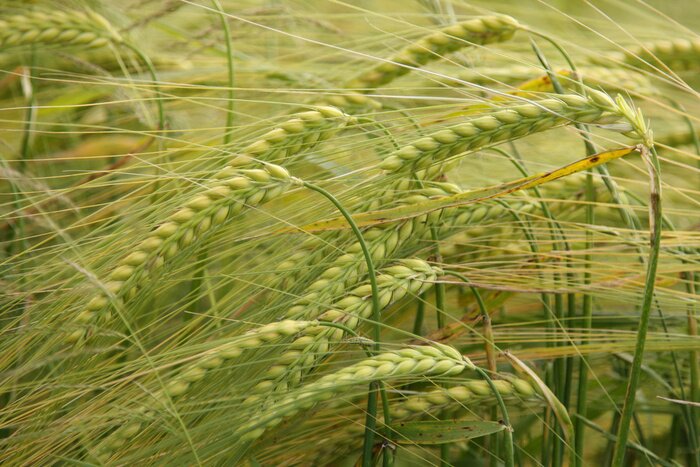 Tableau  Céréale un jour d'été