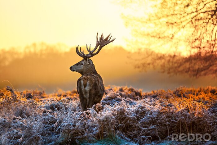Tableau  Cerf au lever du soleil