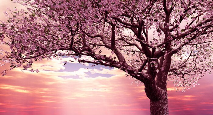 Tableau  Cerise en fleurs sur fond de coucher de soleil