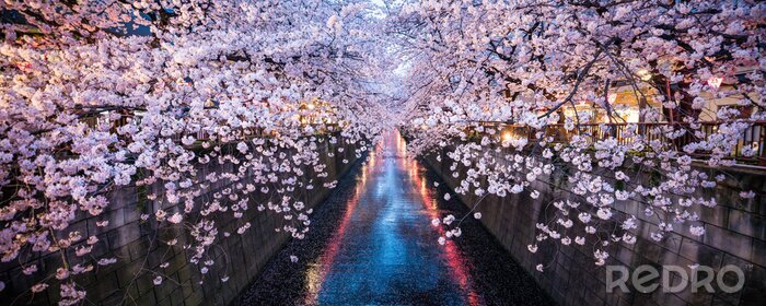Tableau  Cerisiers en fleurs à Tokyo
