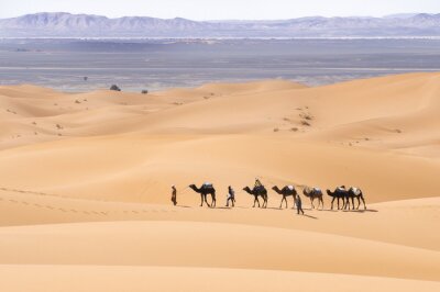 Chameaux sur les dunes du désert