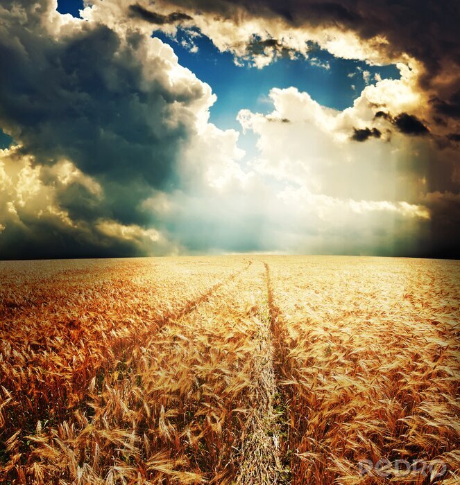 Tableau  Champ de blé