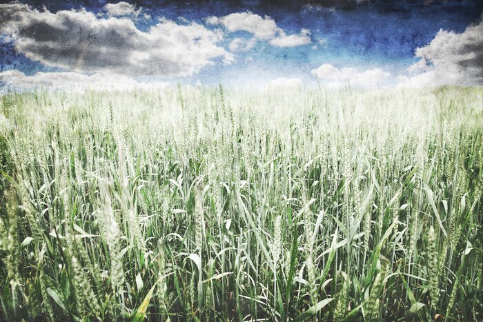 Tableau  Champ de blé avec nature