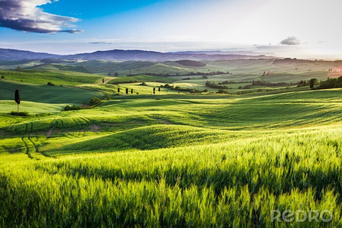 Tableau  Champ de céréales en Toscane