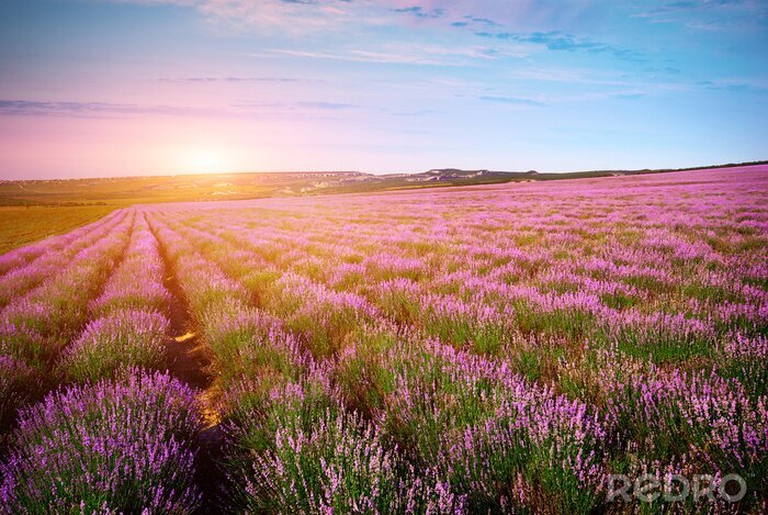Tableau  Champ de ciel clair et de soleil