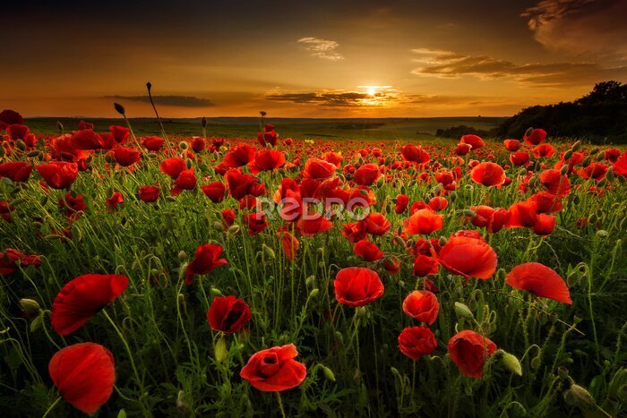 Tableau  Champ de coquelicots au coucher du soleil