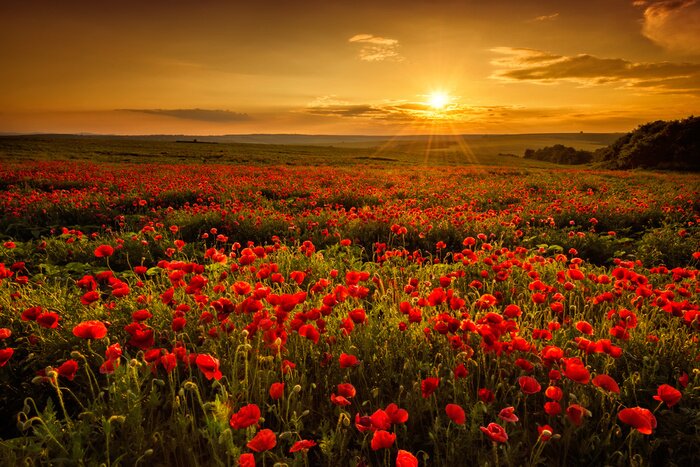 Tableau  Champ de coquelicots au coucher du soleil