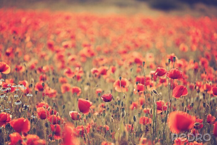 Tableau  Champ de coquelicots style vintage