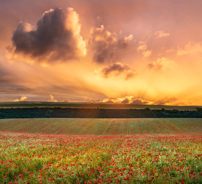 Tableau  Champ de coquelicots un jour d'été