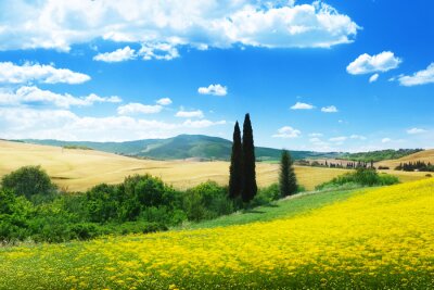 Tableau  champ de fleurs jaunes Toscane, Italie