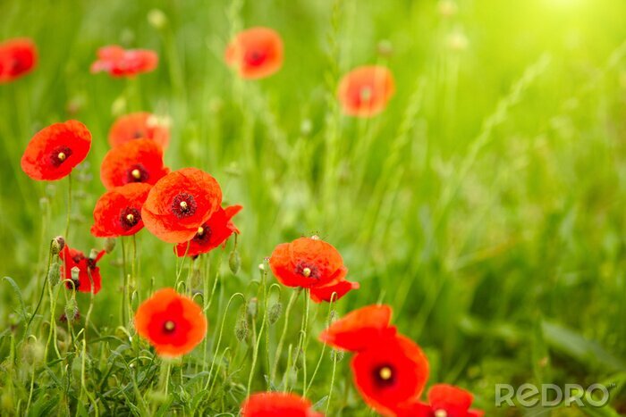 Tableau  Champ de fleurs rouges