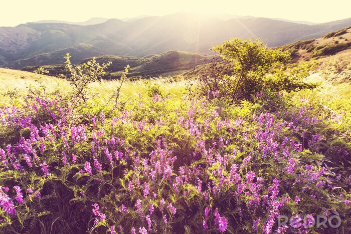 Tableau  Champ de fleurs sous le soleil d'été