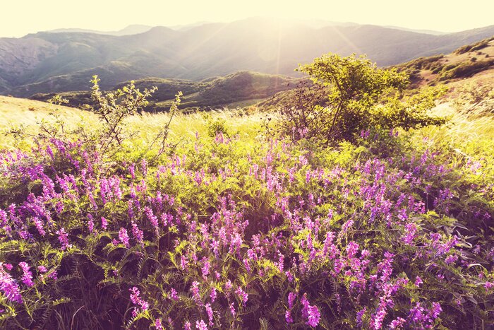 Tableau  Champ de fleurs sous le soleil d'été