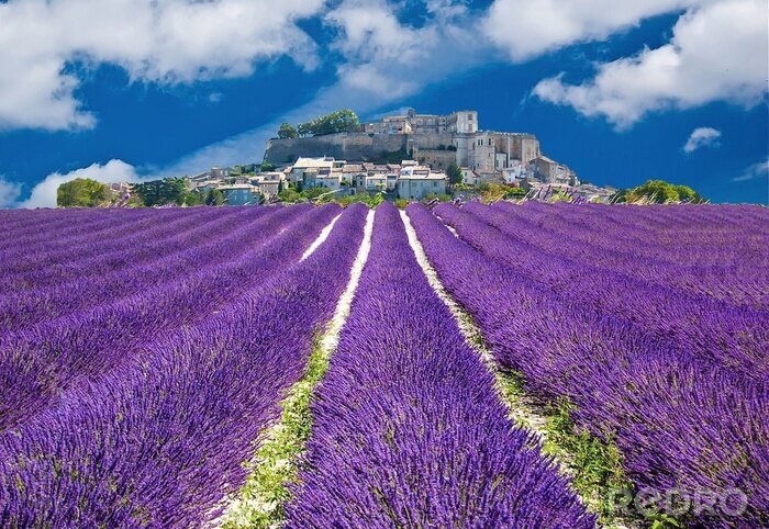 Tableau  Champ de lavande et village