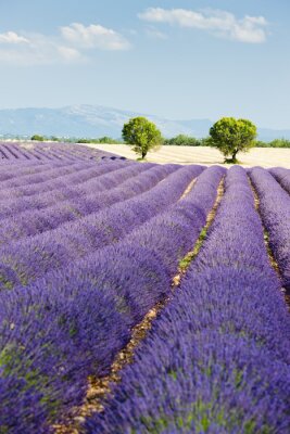 Tableau  champ de lavande, Plateau de Valensole, Provence, France