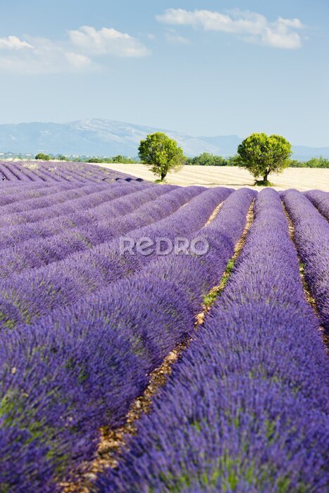 Tableau  champ de lavande, Plateau de Valensole, Provence, France