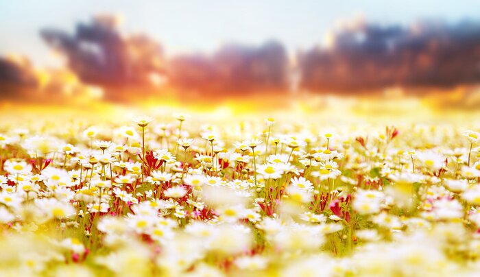 Tableau  Champ de marguerites et de plantes sauvages