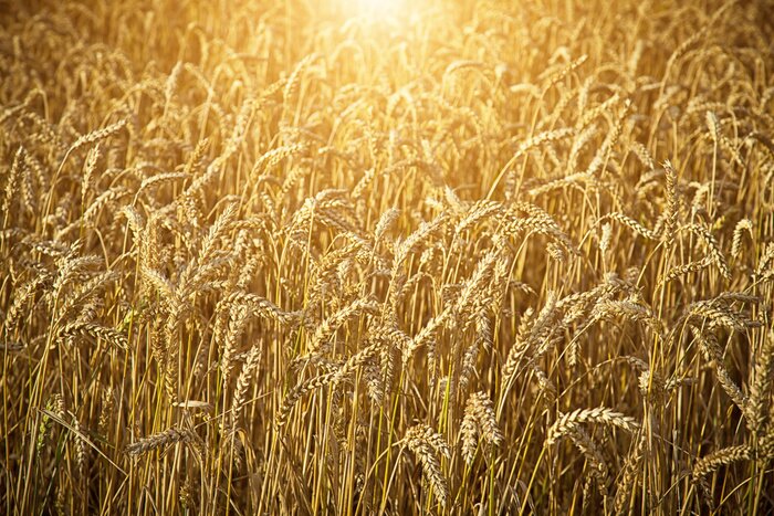 Tableau  Champ de seigle ensoleillé