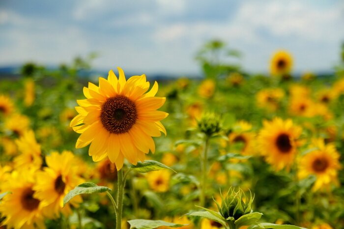 Tableau  Champ de tournesols en été