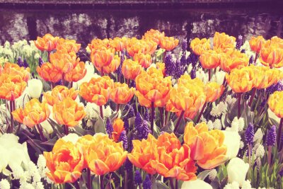 Champ de tulipes en fleurs