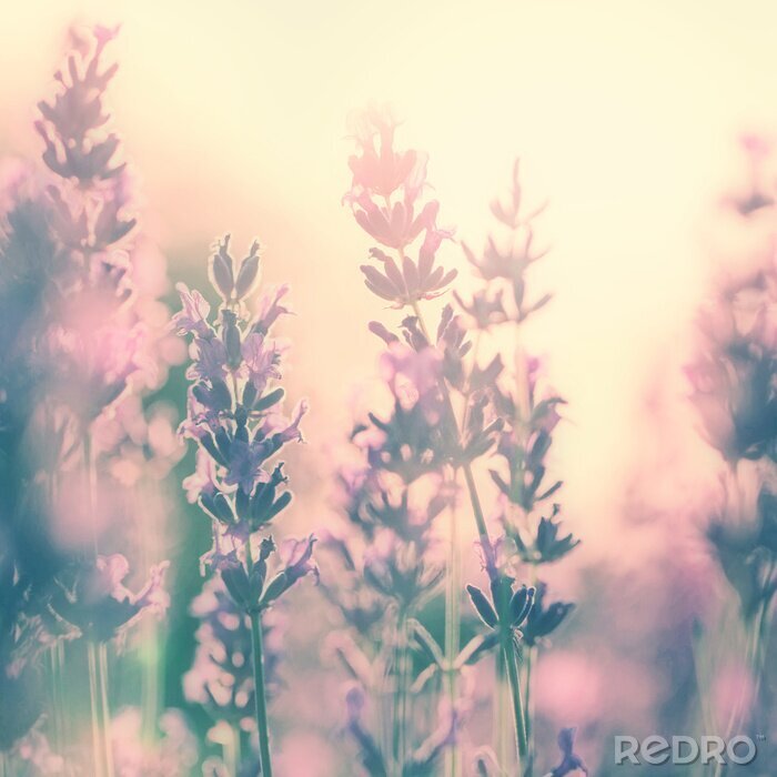 Tableau  Champ ensoleillé nature