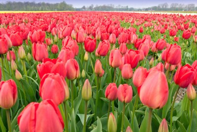 Champ et culture des tulipes