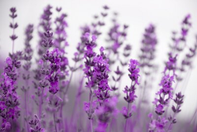 Champ lavande fleurs