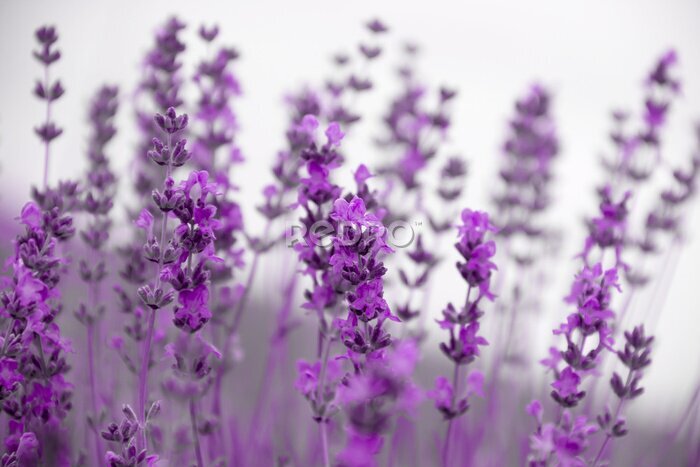 Tableau  Champ lavande fleurs