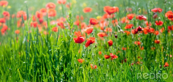 Tableau  Champ naturel avec des fleurs