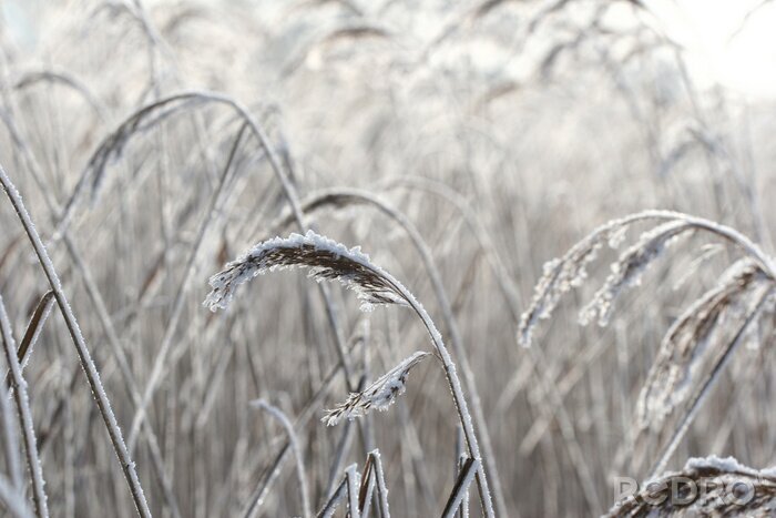 Tableau  Champ noir et blanc avec grain