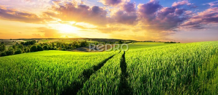 Tableau  Champ vert sur fond de nuages colorés et soleil couchant