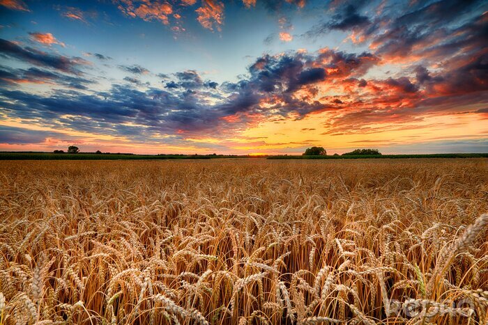 Tableau  Champs de blé au coucher du soleil