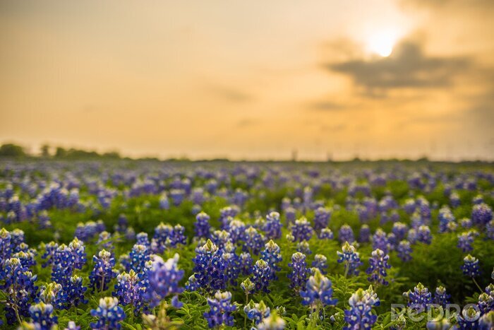 Tableau  Champs de fleurs au Texas