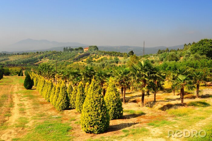 Tableau  Champs de plantes et d'arbres