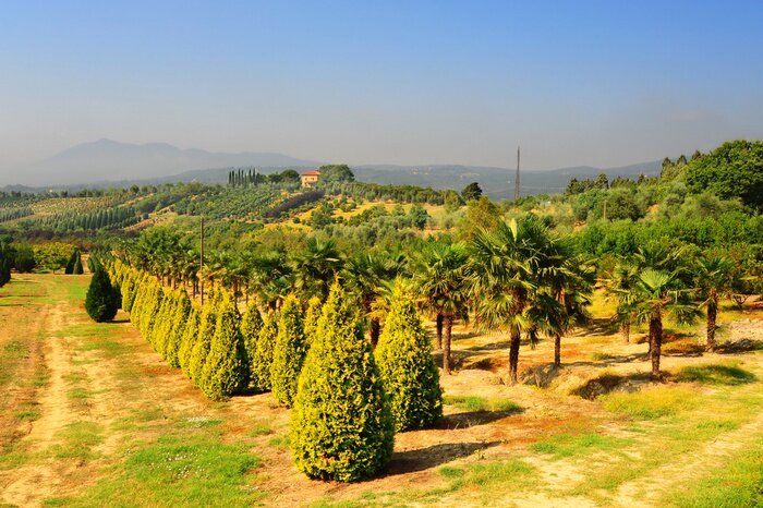 Tableau  Champs de plantes et d'arbres
