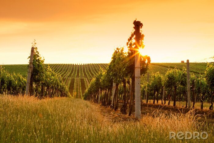Tableau  Champs de vigne et coucher de soleil