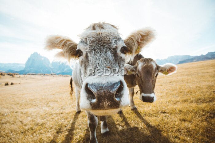 Tableau  Charmante vache au pâturage avec des pics montagneux en arrière-plan
