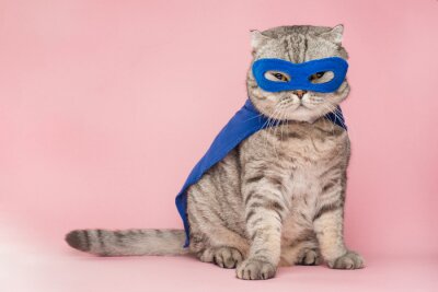 Tableau  Chat domestique dans un masque de super-héros