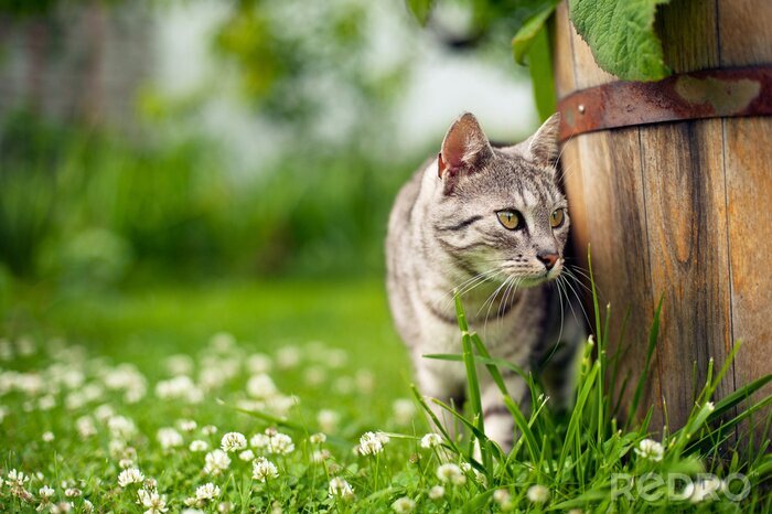 Tableau  Chat errant dans un jardin vert