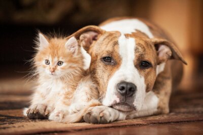 Chat et chien côte à côte