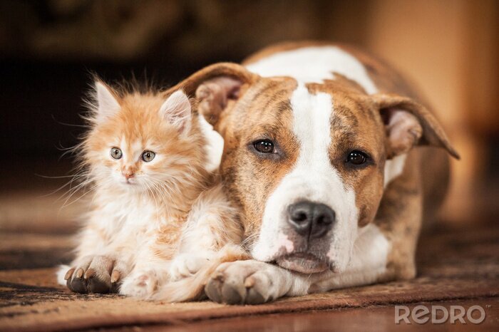 Tableau  Chat et chien côte à côte