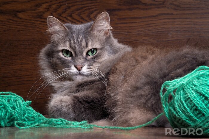 Tableau  Chat gris avec une pelote de laine