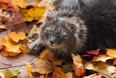 Tableau  Chat gris dans les feuilles d'automne