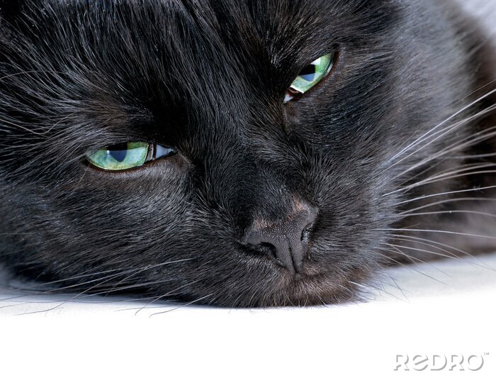 Tableau  Chat noir aux yeux verts