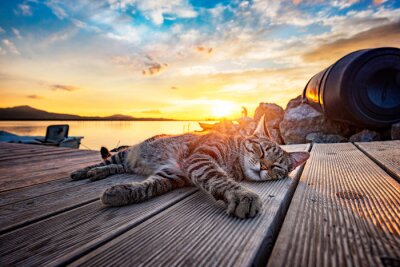 Tableau  Chat qui dort au coucher du soleil